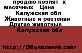 продаю козлят 2х месячных › Цена ­ 2 000 - Калужская обл. Животные и растения » Другие животные   . Калужская обл.